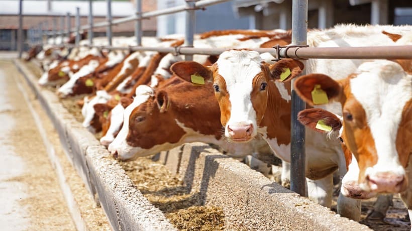 AI-Based Early Detection System for Livestock Health Management in Dairy Production
